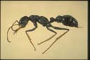 Myrmecia pilosula F. Smith