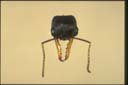 Myrmecia pilosula F. Smith