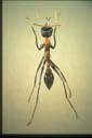Myrmecia sp.