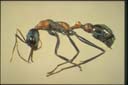 Myrmecia sp.