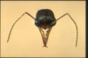 Myrmecia sp.