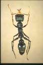 Myrmecia imaii