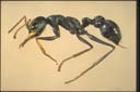 Myrmecia imaii