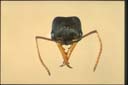 Myrmecia imaii