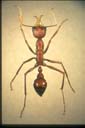 Myrmecia gulosa