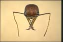 Myrmecia gulosa
