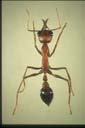 Myrmecia brevinoda