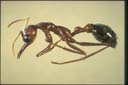 Myrmecia brevinoda