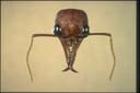 Myrmecia brevinoda