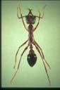 Myrmecia forficata