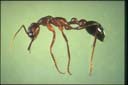 Myrmecia forficata