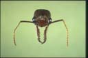 Myrmecia forficata