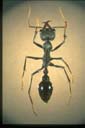 Myrmecia simillima