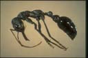 Myrmecia simillima