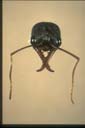 Myrmecia simillima