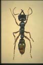 Myrmecia fulviculis