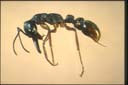 Myrmecia fulviculis