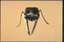 Myrmecia fulviculis