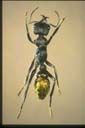 Myrmecia queenslandica