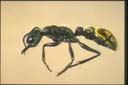 Myrmecia queenslandica