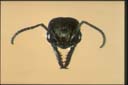 Myrmecia queenslandica