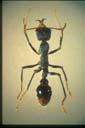 Myrmecia tarsata F. Smith
