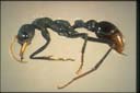 Myrmecia tarsata F. Smith