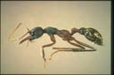 Myrmecia auriventris