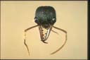 Myrmecia auriventris
