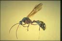 Myrmecia auriventris