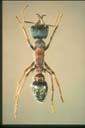 Myrmecia varians