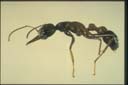 Myrmecia varians