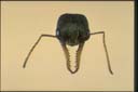 Myrmecia varians