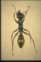 Myrmecia chrisogaster