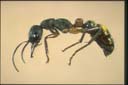 Myrmecia chrisogaster