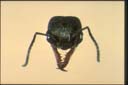 Myrmecia chrisogaster