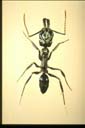 Odontomachus simillimus F. Smith