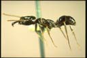 Odontomachus simillimus F. Smith