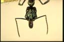 Odontomachus simillimus F. Smith