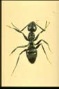 Paratrechina bourbonica