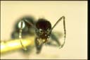 Paratrechina bourbonica