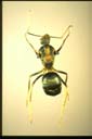 Anoplolepis gracilipes