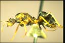 Anoplolepis gracilipes