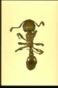 Tetramorium simillimum
