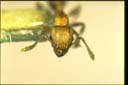 Tetramorium simillimum