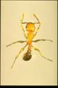 Tetramorium bicarinatum