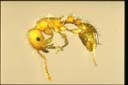 Tetramorium bicarinatum