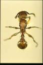Tetramorium bicarinatum