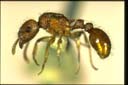 Tetramorium bicarinatum