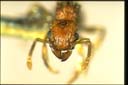 Tetramorium bicarinatum